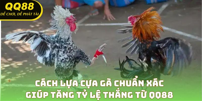 Cách Lựa Cựa Gà